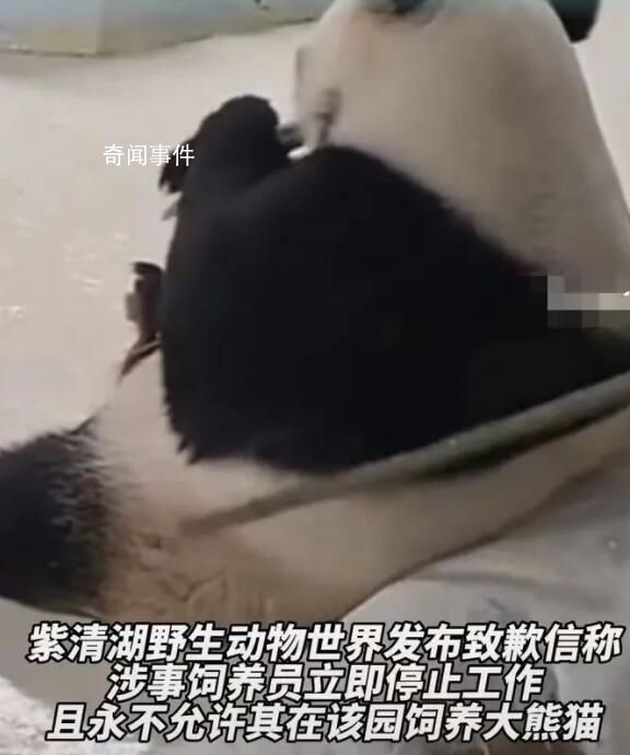 飼養員拍打大熊貓被停工 多人求情