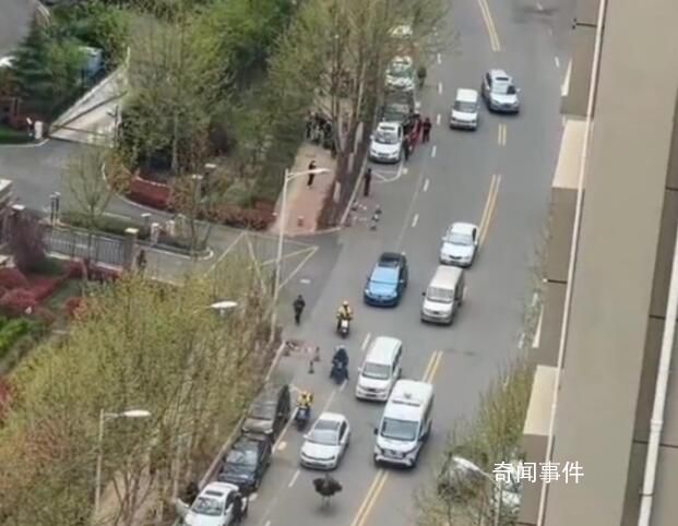 青島一鴕鳥在車流中狂奔 當天已抓獲