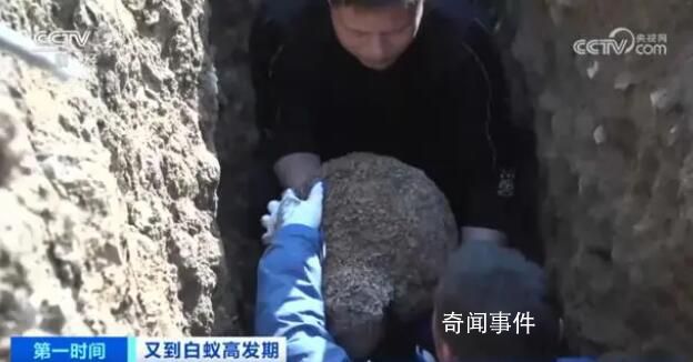 浙江一大壩挖出生長(zhǎng)十幾年白蟻后 超百萬(wàn)只白蟻