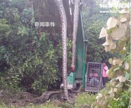 民間關于蛇的傳說有哪些 世界關于蛇的神話傳說有哪些