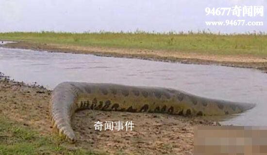 民間關于蛇的傳說有哪些 世界關于蛇的神話傳說有哪些