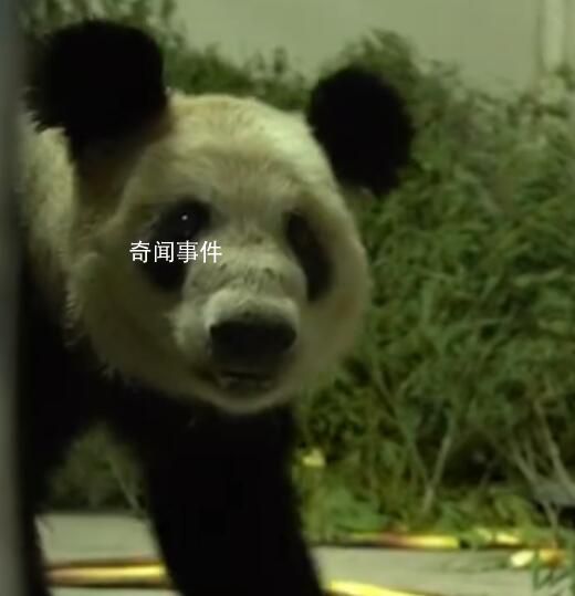 讓“丫丫”成為熊貓界幸福的公主 一起來看丫丫的眼睛亮晶晶
