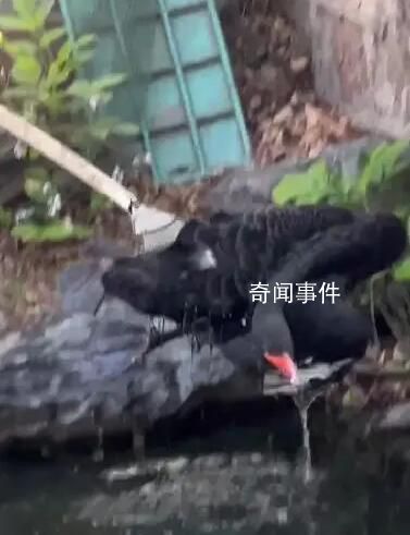圓明園黑天鵝“芳芳”暴斃 引發(fā)普遍關(guān)注