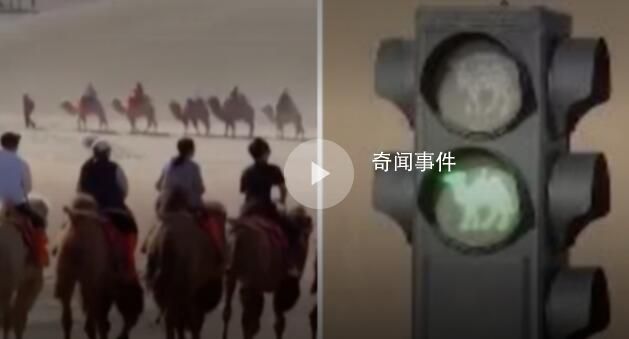 敦煌駱駝專用交通信號燈成打卡點 解決了堵駱駝的問題