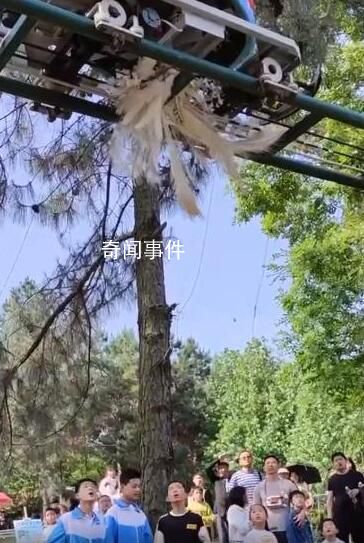 孔雀為躲游客拔毛被滑車碾死 回應：很多人拔孔雀的毛
