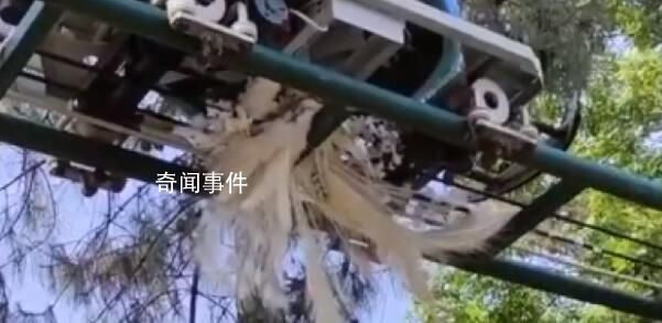 孔雀飛到軌道上被纜車碾壓死亡 目前已經整頓了