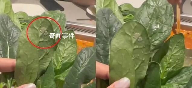 海底撈回應女子吃菠菜發現蟲卵 蟲卵會不會對人體有害