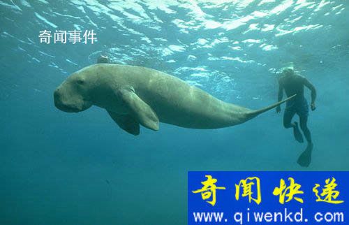 世界上真的有美人魚嗎 美人魚真的存在過嗎
