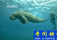 世界上真的有美人魚嗎 美人魚真的存在過(guò)嗎