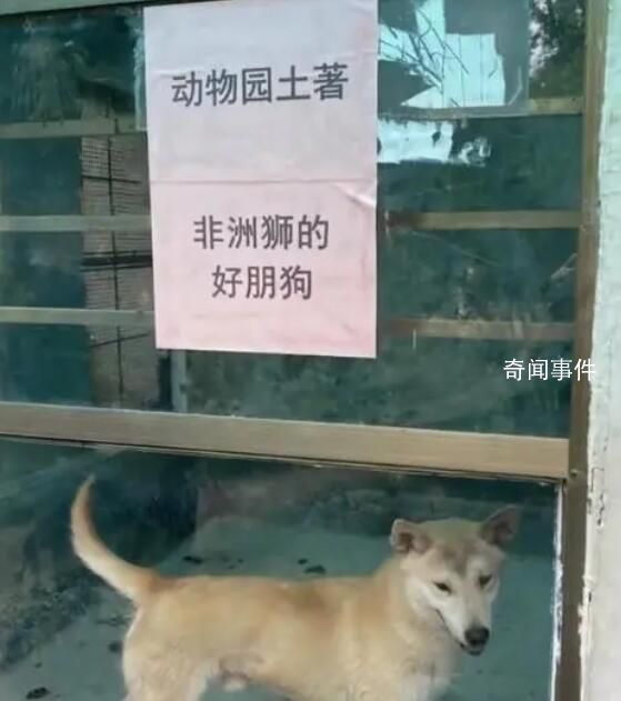 動物園回應(yīng)圈養(yǎng)雞羊狗:珍惜品種