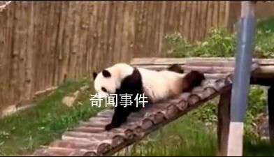 被大熊貓的演技徹底征服了 網友：秦韻你這個老六