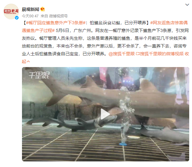 網友逛魚店驚喜偶遇鯊魚產子過程 產下3條崽用了2個小時