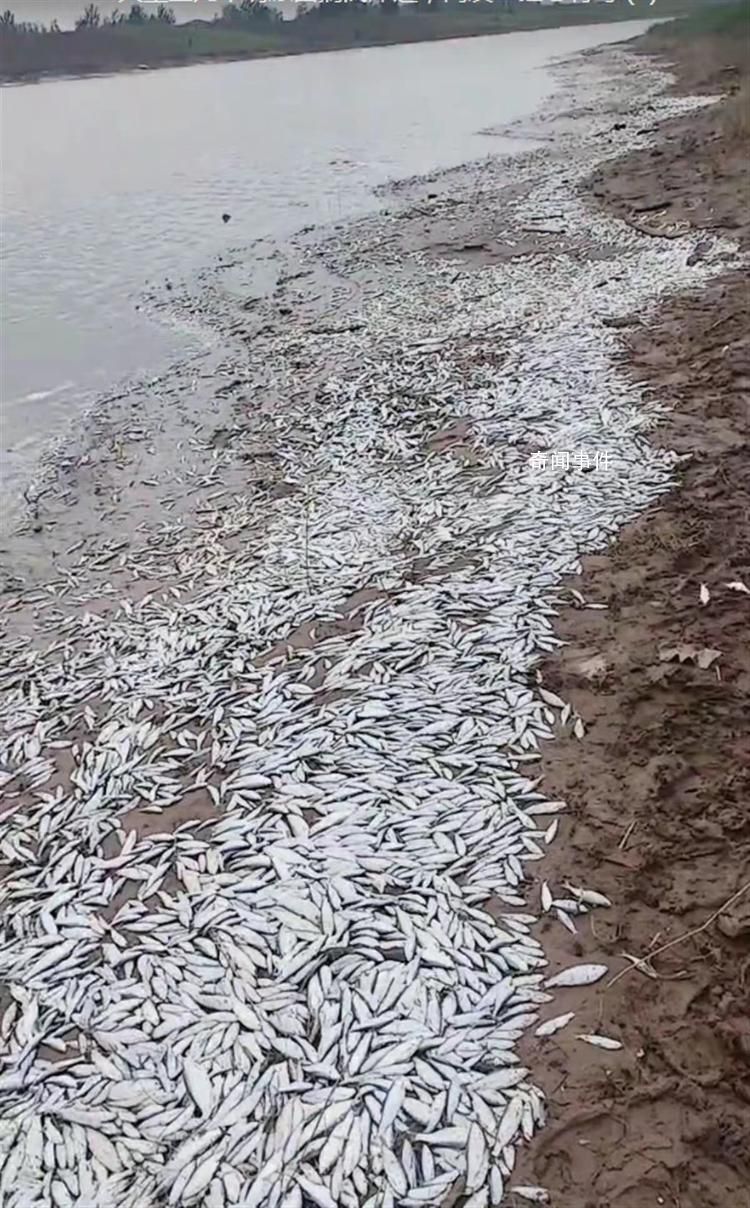 河南開(kāi)封一河岸邊現(xiàn)大量死魚(yú) 目前正在調(diào)查中