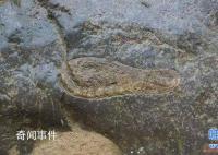 兩億年前的腳印之謎,到底是誰的腳印?