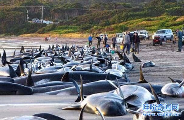 動物集體死亡之謎是什么 動物集體死亡事件有哪些原因引起的