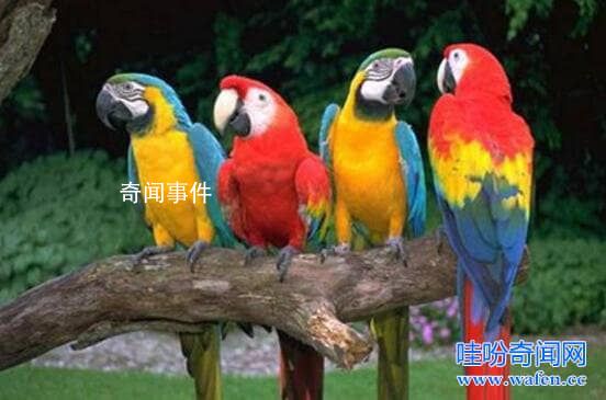 鸚鵡學舌的原理是什么 鸚鵡學舌是一種什么行為