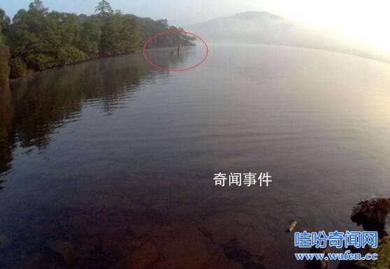 世界十大水怪之謎 水怪真的存在嗎?