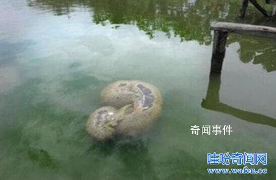 世界十大水怪之謎 水怪真的存在嗎?