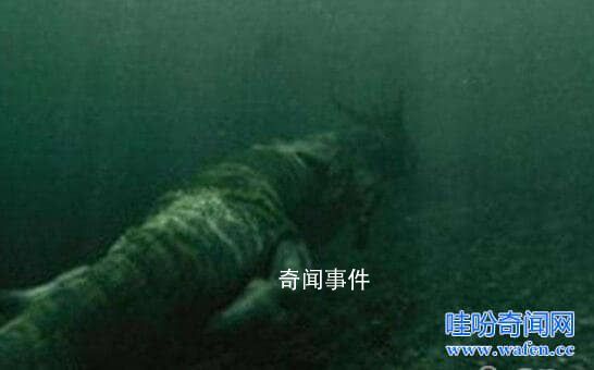 青海湖水怪之謎揭開 青海湖水怪真的存在嗎