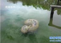 福建左海湖水怪真身是什么動物 左海湖水怪之謎完整版