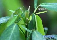 跳舞草為什么會跳舞 風流草是什么樣的植物
