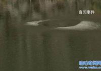 四川獵塔湖水怪真相是什么 獵塔湖水怪之謎終于得解