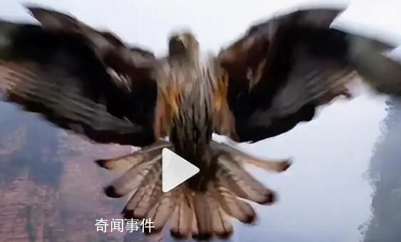 無人機(jī)航拍時(shí)被鷹叼走 網(wǎng)友：野生老鷹的戰(zhàn)斗力爆表