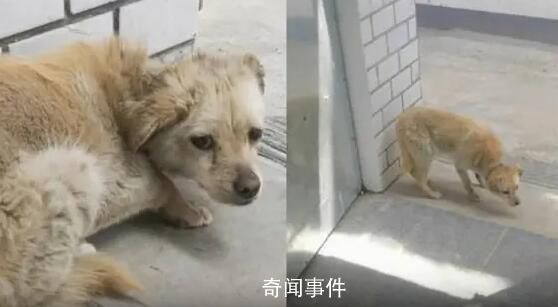 狗狗失蹤7年后回家主人煮餃子慶團(tuán)圓 太令人感動(dòng)了