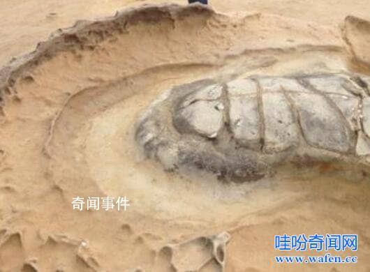 海龜自埋之謎 海龜自埋的原因是什么