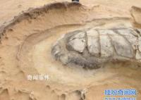海龜自埋之謎 海龜自埋的原因是什么