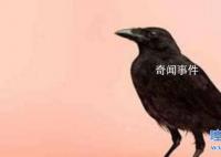 烏鴉悖論存在的意義是什么 烏鴉悖論是什么意思