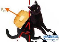 黃油貓悖論真的假的 黃油貓悖論是什么意思