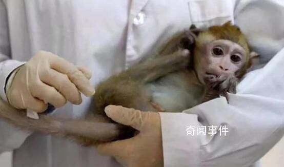 日媒:美國實驗猴貴了約15倍