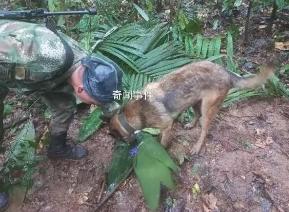 飛機(jī)失事超兩周后找到4名幸存兒童 事故后一直叢林中游蕩