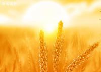 2023年芒種節氣是幾月幾日 芒種習俗有哪些