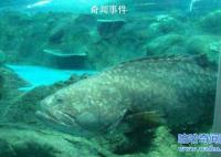海底一萬米有多恐怖?海底一萬米嚇瘋潛水員