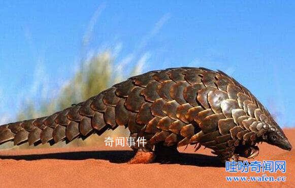 b站十大未解之謎是什么 b站十大未解之謎是哪些