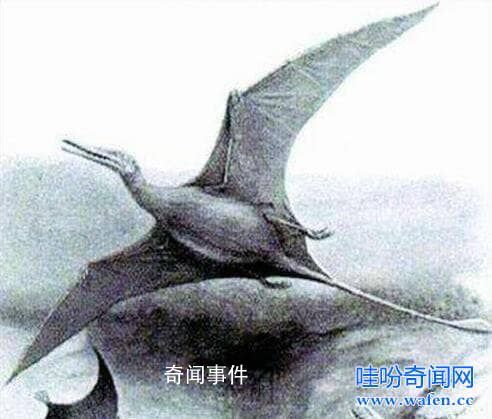太平洋海島上的魔鬼飛翔者未解之謎 魔鬼飛翔者到底是什么生物