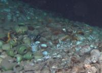 海南發現水下文化遺存124處 為研究我國海上絲綢之路提供了重要參考
