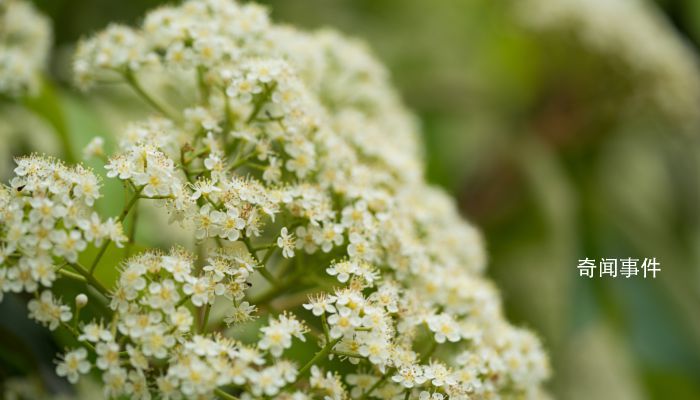 石楠花的花語是什么 石楠花的文化寓意是什么