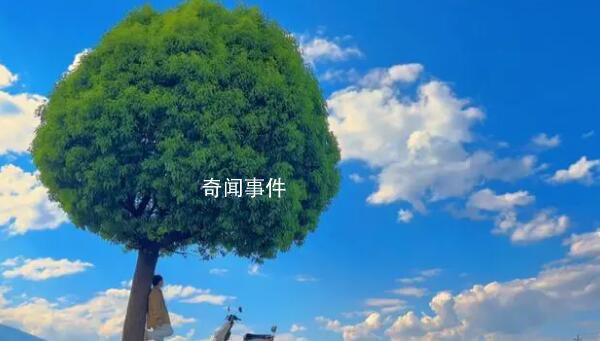 大理回應(yīng)棒棒糖樹被嘲“買家秀” 棒棒糖樹是一顆普通的樹并非景點(diǎn)