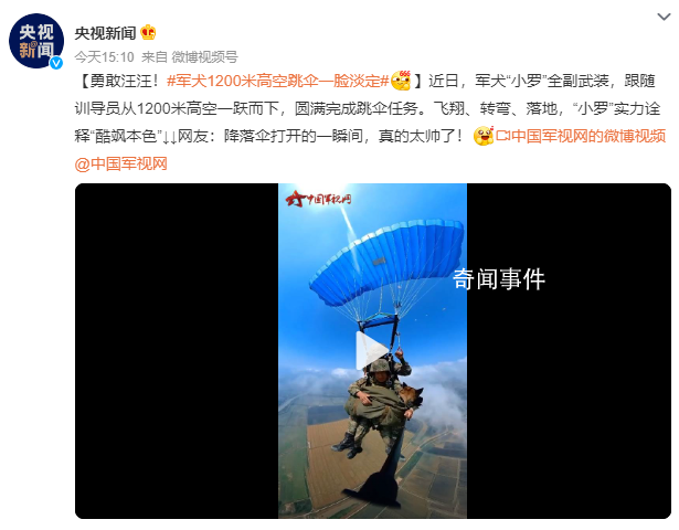 軍犬1200米高空跳傘一臉淡定 圓滿完成跳傘任務