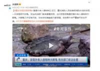 重慶發(fā)現(xiàn)巨型怪龜 重達(dá)50斤絕對(duì)是一個(gè)巨無(wú)霸存在