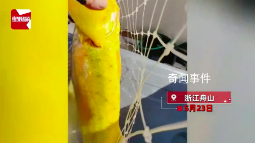 游客釣上野生大黃魚 市場價(jià)過萬