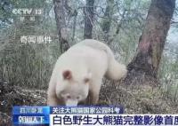 白色大熊貓影像首公開 白色大熊貓為什么是白色的