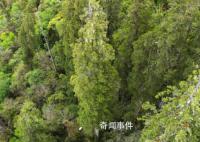西藏境內發現亞洲第一高樹 高達102.3米的西藏柏木