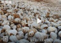 古人吃剩的螺螄殼堆成一座山 遺址下埋著6.5米厚的螺螄殼