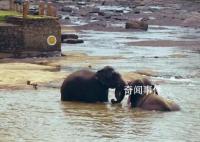 野象河中玩水消暑上演按頭殺 快樂氛圍溢出屏幕