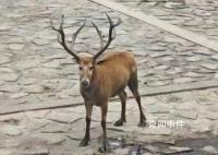 上海再現野生四不像 四不像是國家幾級保護動物