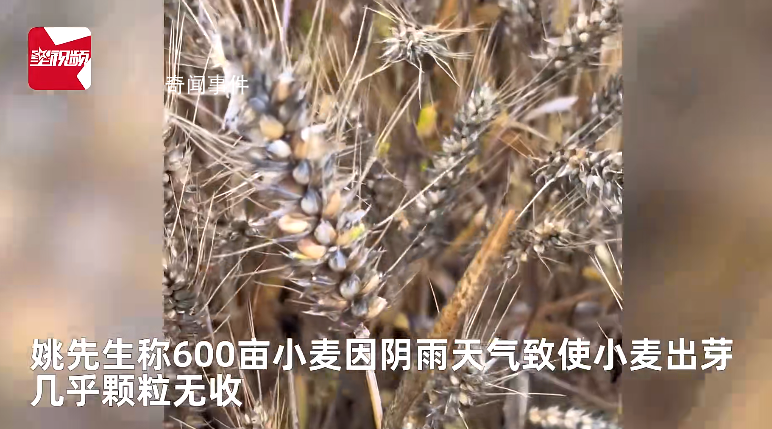 小麥因下雨發芽 農戶哭訴損失慘重